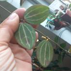dischidia ovata stekjes nr 78, Huis en Inrichting, Ophalen of Verzenden, Overige soorten, Minder dan 100 cm