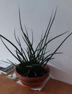 Sanseveria (Dracaena Stuckyi) 50cm hoog, Ophalen, Vetplant, Halfschaduw, Minder dan 100 cm