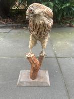 Opgezette Valk, Ophalen of Verzenden, Vogel, Opgezet dier