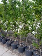 Fruitbomen, Ophalen, In pot, Lente