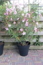 Oleander, Overige soorten, Volle zon, Vaste plant, Ophalen of Verzenden