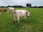 2 kruisling blaauwe pinken, Meerdere dieren
