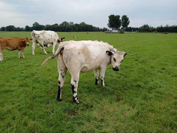 2 kruisling blaauwe pinken beschikbaar voor biedingen