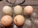 Bevruchte eieren Indische loopeend, Dieren en Toebehoren, Geslacht onbekend, Eend