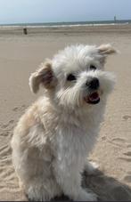 Een 2e huisje gezocht voor Muffin, Dieren en Toebehoren, 6 jaar of ouder, Rabiës (hondsdolheid), Reu, Eén hond
