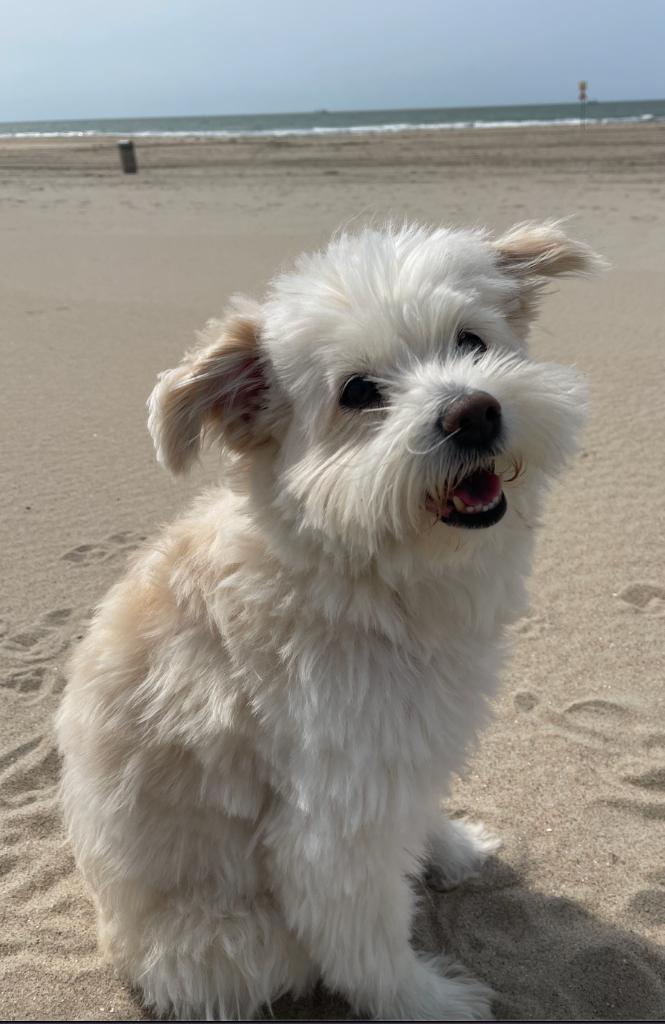 Een 2e huisje gezocht voor Muffin, Dieren en Toebehoren, Honden | Niet-rashonden, Middel, Reu, Particulier, Eén hond, Nederland