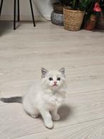 Ragdoll kittens te koop, Dieren en Toebehoren, Katten en Kittens | Raskatten | Langhaar, Meerdere dieren, Ontwormd