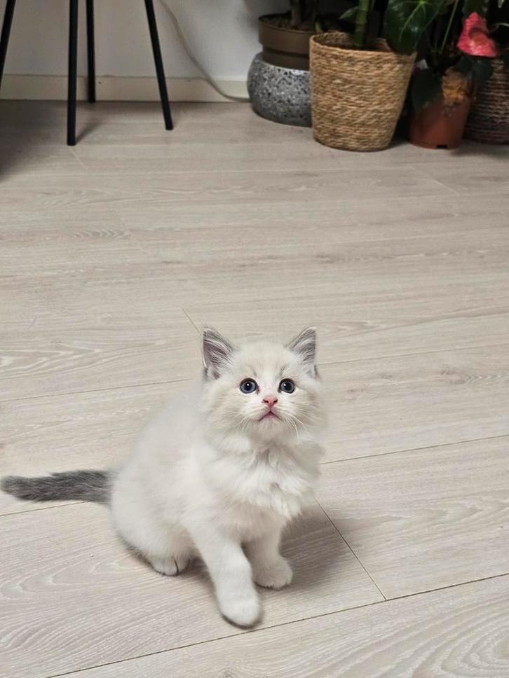 Ragdoll kittens te koop, Dieren en Toebehoren, Katten en Kittens | Raskatten | Langhaar, Meerdere dieren, Ontwormd, Ingeënt