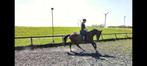 Lieve 15 jarige kwpn merrie, Dieren en Toebehoren, Paarden, Merrie, Recreatiepaard