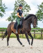 Dressuurmatig trainen van uw paard, Dieren en Toebehoren, Stalling en Weidegang, 2 of 3 paarden of pony's