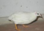 chinese dwergkwartels wit, Meerdere dieren, Overige soorten