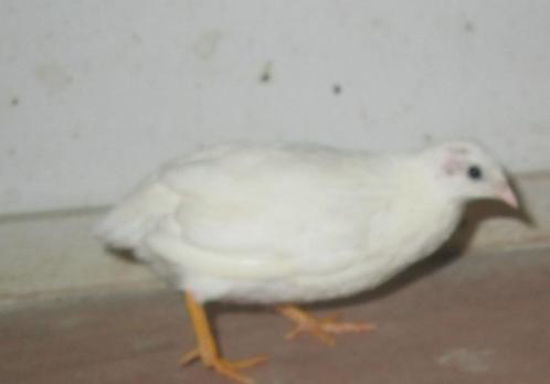 chinese dwergkwartels wit, Dieren en Toebehoren, Pluimvee, Overige soorten, Meerdere dieren