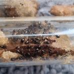 dolichoderus quadripunctatus 1q 100-150w | mieren ants mier, Dieren en Toebehoren, Mieren
