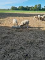 Te koop anderhalf jarige texelaar ooien ARR/ARR, Dieren en Toebehoren, Vrouwelijk, Schaap, 0 tot 2 jaar
