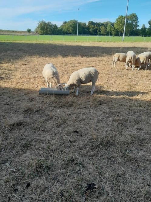 Te koop anderhalf jarige texelaar ooien ARR/ARR, Dieren en Toebehoren, Schapen, Geiten en Varkens, Schaap, Vrouwelijk, 0 tot 2 jaar