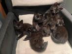 Kittens 28 mei geboren., Dieren en Toebehoren, Katten en Kittens | Overige Katten, Meerdere dieren, Kortharig, 0 tot 2 jaar