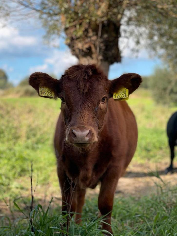 Te koop: stamboek Dexter mini koeien, Dieren en Toebehoren, Runderen, Meerdere dieren