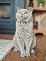 britse korthaar kater zie foto's, Dieren en Toebehoren, Katten en Kittens | Raskatten | Korthaar, Kater