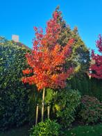 Amberboom - Liquidambar Worplesdon ca. 300 cm, Tuin en Terras, Planten | Bomen, Bloeit niet, Halfschaduw, 250 tot 400 cm, Overige soorten