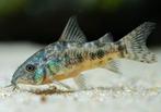 Actie !! Corydoras Paleatus €2.50 per stuk, Dieren en Toebehoren, Vissen | Aquariumvissen, Vis, Zoetwatervis, Schoolvis