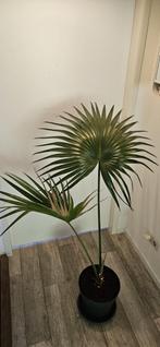 Chinese waaier palm Livistona Rotundifolia, Ophalen, 100 tot 150 cm, Palm, Halfschaduw
