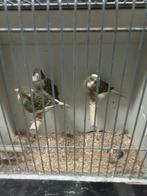 Trio bonte kanaries, Dieren en Toebehoren, Meerdere dieren