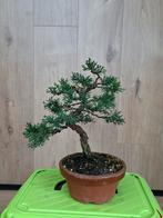Juniperus Bonsai - Jeneverbes, Gestyled, Ophalen