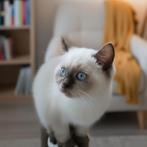 Brits / Britse Korthaar, geënt, raszuiver., Dieren en Toebehoren, Meerdere dieren, Gechipt, 0 tot 2 jaar