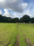 24/7 buiten plek vrij voor een paard of pony in Schoorl, Dieren en Toebehoren, Stalling en Weidegang, Weidegang