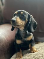 Mooi teckel pupje, Parvo, Reu, 8 tot 15 weken, Korthaar