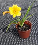 Daglelie’s in alle kleuren, Tuin en Terras, Ophalen of Verzenden, Zomer, Vaste plant, Volle zon
