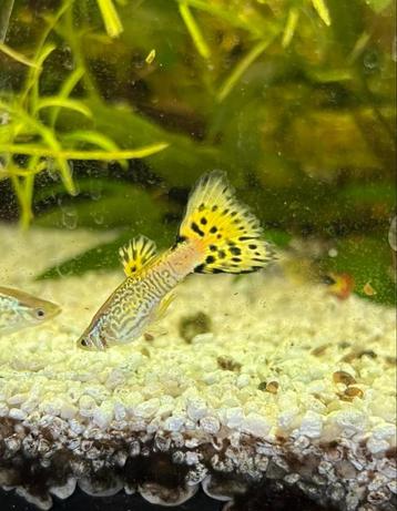Guppy’s tekoop beschikbaar voor biedingen