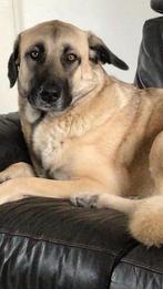Turkse Kangal, Dieren en Toebehoren, Honden | Herdershonden en Veedrijvers, Rabiës (hondsdolheid), 1 tot 2 jaar, Teef, Eén hond