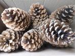 2 x 15 super super mooie extra lichte dennenappels 13 cm (X), Ophalen of Verzenden, Nieuw