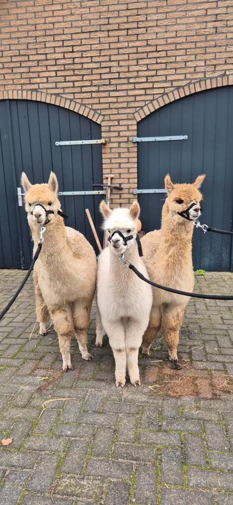 Alpaca hengsten, Dieren en Toebehoren, Overige Dieren, Mannelijk, April