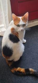 Lieve poes van 2 jaar in Winschoten., Dieren en Toebehoren, Poes