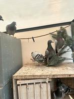 Postduiven te koop, Meerdere dieren, Postduif