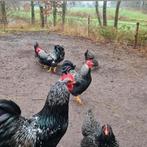 Broedeieren Barnevelder zilver dubbelgezoomd, Dieren en Toebehoren, Pluimvee, Geslacht onbekend, Kip