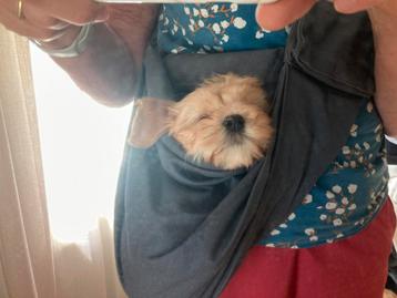 4 Lazy legs honden/puppy draagtas Grijs beschikbaar voor biedingen