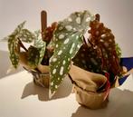 Begonia maculata, Silver Spot, Stip Begonia, plant, cadeau, Huis en Inrichting, Kamerplanten, Ophalen, Overige soorten, Halfschaduw