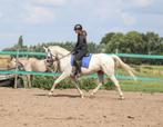 Leuke 11 jarige ruin, Dieren en Toebehoren, Paarden, Ruin, Recreatiepaard, 11 jaar of ouder