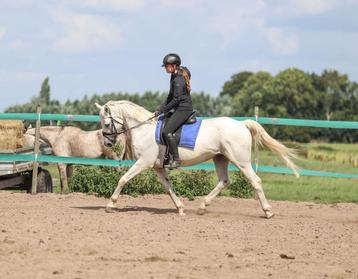 Leuke 11 jarige ruin beschikbaar voor biedingen