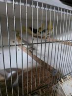 Valkparkieten, Meerdere dieren