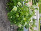 Gratis aftehalen Hortensia, Tuin en Terras, Planten | Tuinplanten, Vaste plant, Halfschaduw, Zomer, Ophalen