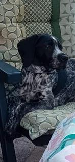 Prachtige zeer lieve duitse staande korthaar kruising, Dieren en Toebehoren, Honden | Niet-rashonden, Reu, CDV (hondenziekte)