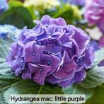 Hydrangea mac. Little purple mini boerenhortensia, Ophalen, Hortensia, Minder dan 100 cm