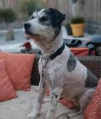 Lotti, teefje 9 jr ter adoptie, 6 jaar of ouder, Particulier, Buitenland, Teef