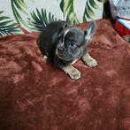 Franse buldog pups met stamboom en lange neusje, België, Particulier, CDV (hondenziekte), 8 tot 15 weken
