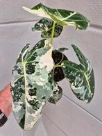 Alocasia Frydek Variegata p12 (13), Ophalen of Verzenden, Halfschaduw, Minder dan 100 cm