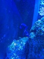 Neoglyphidodon Oxyodon 2 stuks, Dieren en Toebehoren, Ophalen, Zo goed als nieuw, Overige typen